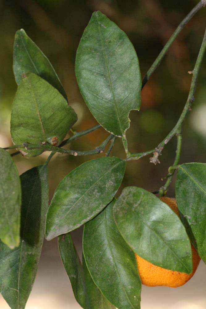              Shade leaves (Riverside, CA)       